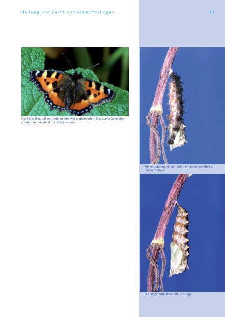 Haltung und Zucht von Schmetterlingen - Naturama