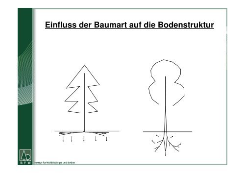 Einfluss der Baumart auf den Wasserhaushalt von Böden - BFW