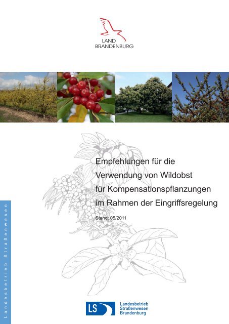 Sukkulentes Obst Baum des Jahres 2011 Samen /" Sorbus torminalis/" Elsbeere