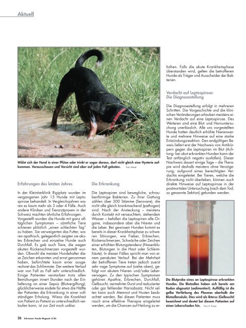 Leptospirose - Schweizer Hunde Magazin