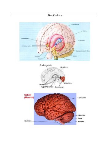 Das Gehirn - Sammlung.pdf