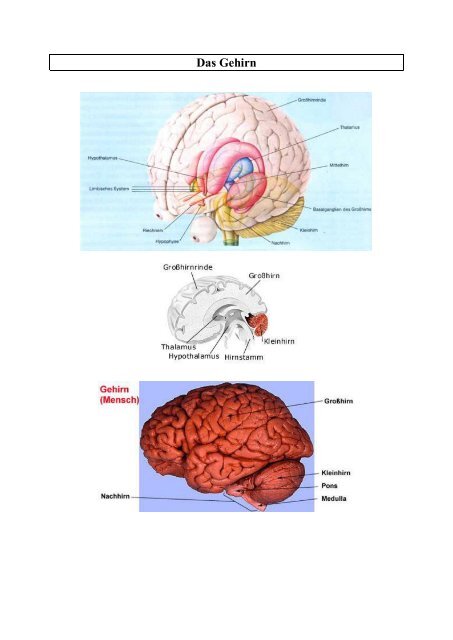 Das Gehirn - Sammlung.pdf