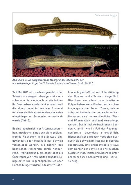 Die Biodiversität der Schweizer Fische - Fiber
