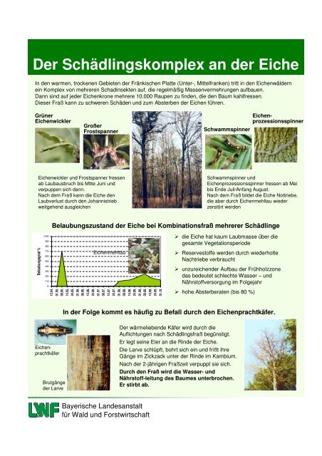 Der Schädlingskomplex an der Eiche - Bayerische Landesanstalt für ...