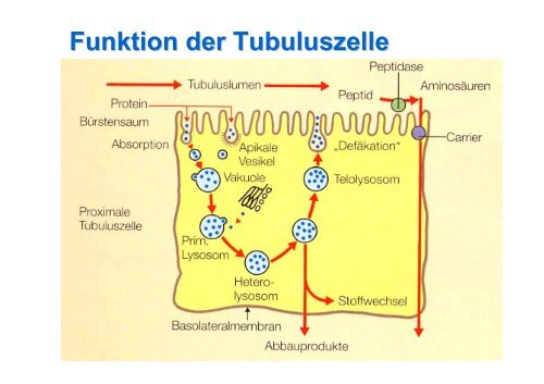 Labordiagnostik der Proteinurie - Institut für Klinische Chemie