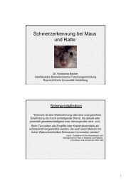 Schmerzerkennung bei Maus und Ratte - GV-SOLAS