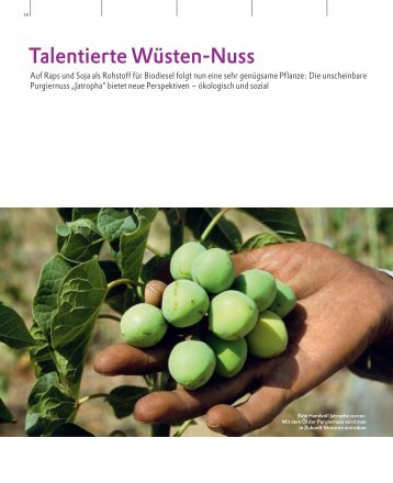 Talentierte Wüsten-Nuss - Biodiesel - Evonik Industries AG