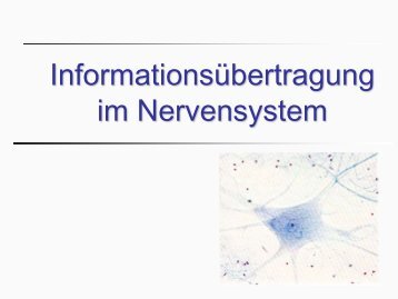 Informationsverarbeitung im Nervensystem
