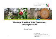 Ökologie & waldbauliche Bedeutung der Vogelkirsche - anw - nrw ...