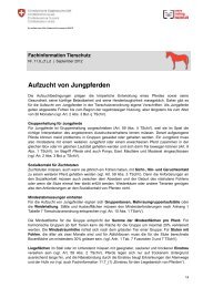 Fachinformation - Aufzucht von Jungpferden