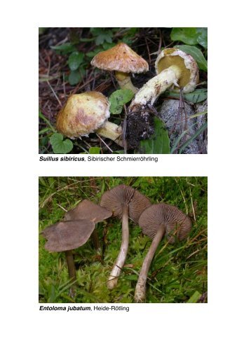 Suillus sibiricus, Sibirischer Schmierröhrling Entoloma jubatum ...