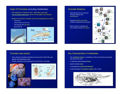 Evolution of fishes, colonization of dry land by animals