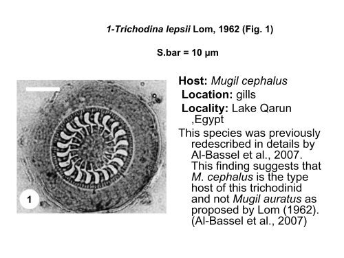 Parasites of mullets from two different waters