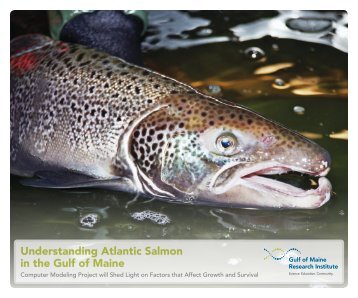 Atlantic Salmon - Gulf of Maine Research Institute