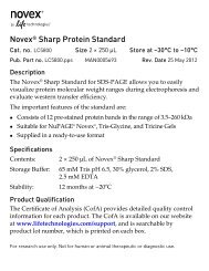 novex pre cast gel electrophoresis