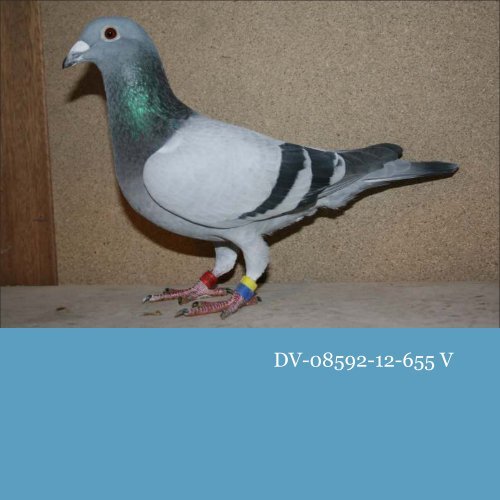 VÖGEL