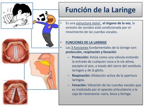 Anatomía