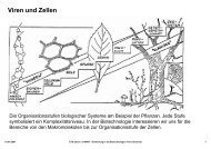 Viren und Zellen - gmuender.org