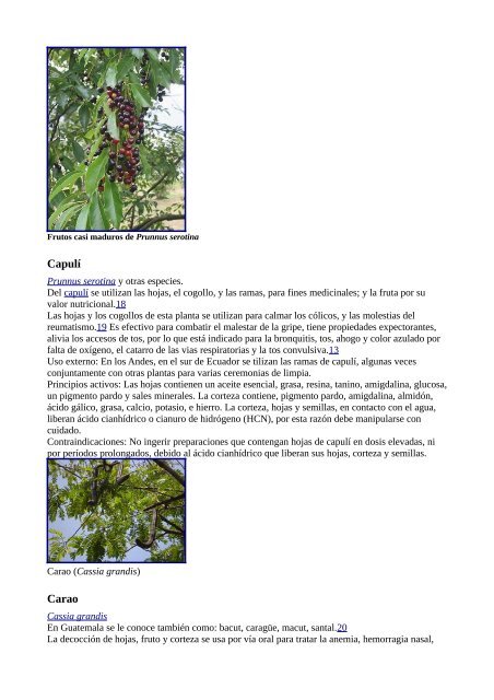 Plantas Medicinales Wikipedia - Gran Fratervidad Tao Gnóstica ...