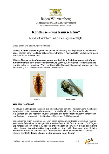 Kopflause Was Kann Ich Tun