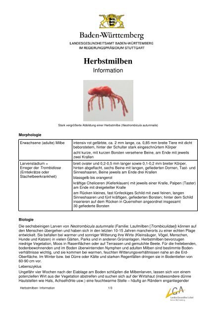 Herbstmilben-Information