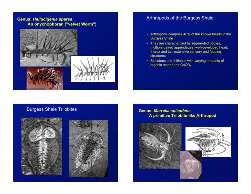 Animal origins: metazoans, Ediacaran fauna, the Burgess fauna