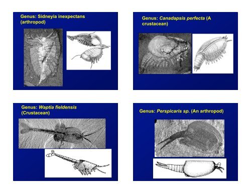 Animal origins: metazoans, Ediacaran fauna, the Burgess fauna