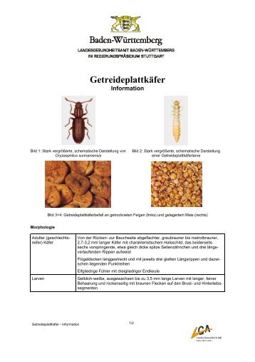Getreideplattkäfer-Information (PDF; 210 KB)