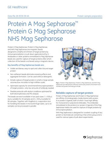[PDF] Protein A / Protein G / NHS Mag Sepharose
