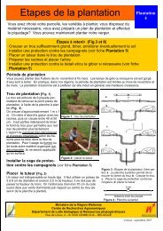 Etapes de la plantation Plantation