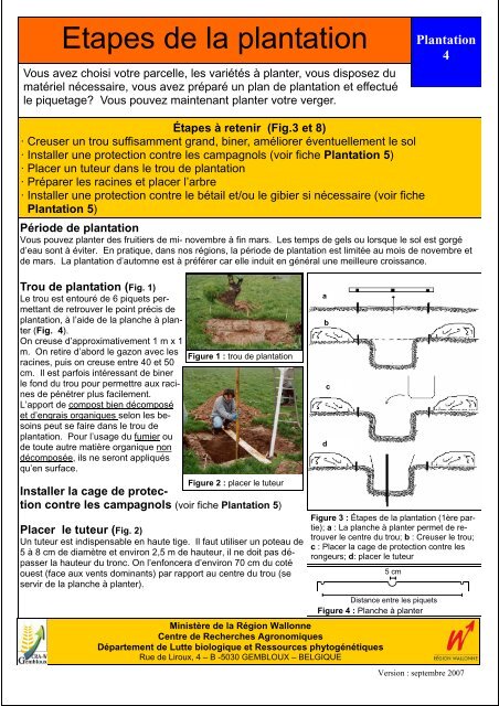 Etapes de la plantation Plantation