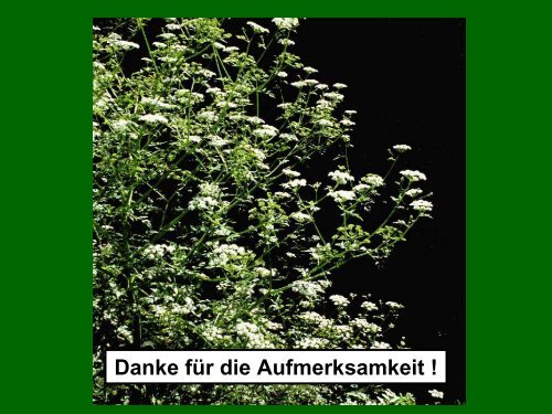 Die Praxis des botanischen Artenschutzes – Was kommt bei