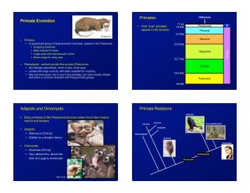 Primate Evolution Primates Adapids and Omomyids Primate Relations