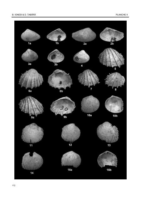 faune de mollusques de la formation de şcheia (plate-forme moldave)