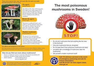 The most poisonous mushrooms in Sweden!