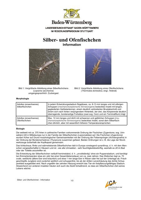 Silberfischchen-Information