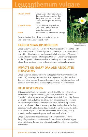 Leucanthemum vulgare - Garry Oak Ecosystems Recovery Team