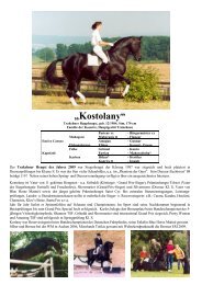 „Kostolany“ - Trakehner Gestüt Hämelschenburg