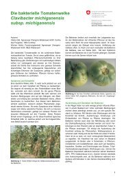 Die bakterielle Tomatenwelke, Clavibacter michiganensis subsp ...