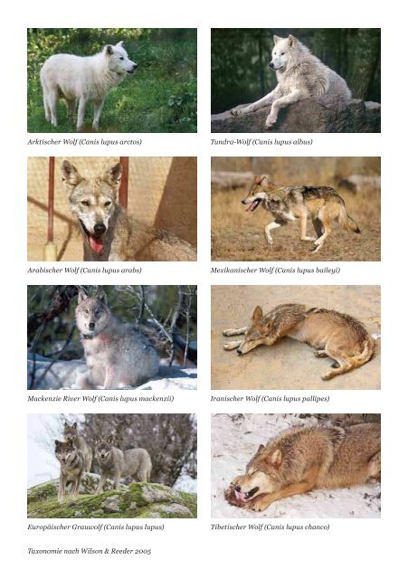Lernen, mit dem Wolf zu leben - Gregor Louisoder Umweltstiftung