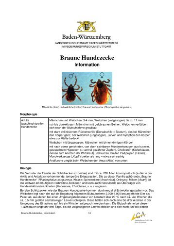 Braune Hundezecke - Information