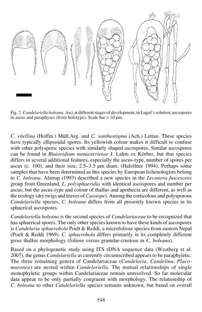 Candelariella boleana, a new epiphytic species from southern and ...