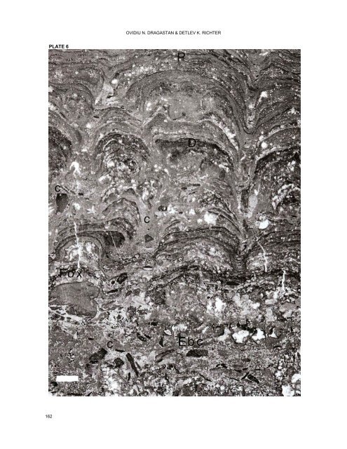 stromatolites and calcareous algae of münder formation