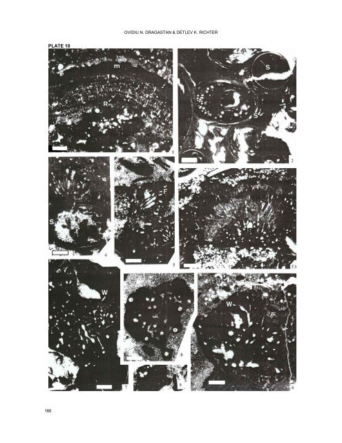 stromatolites and calcareous algae of münder formation