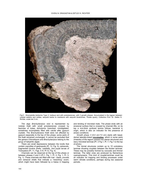 stromatolites and calcareous algae of münder formation