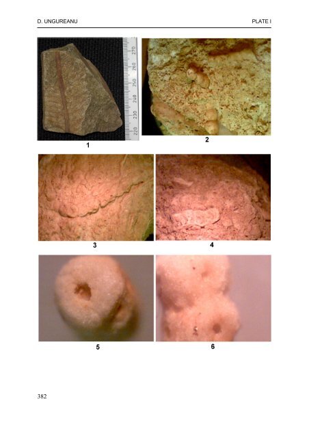 PALEONTOLOGICAL UPDATE OF DEALUL MELCILOR (BRASOV)