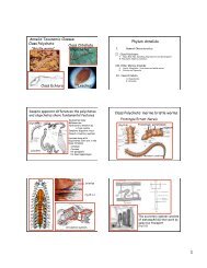 Intro to Annelids
