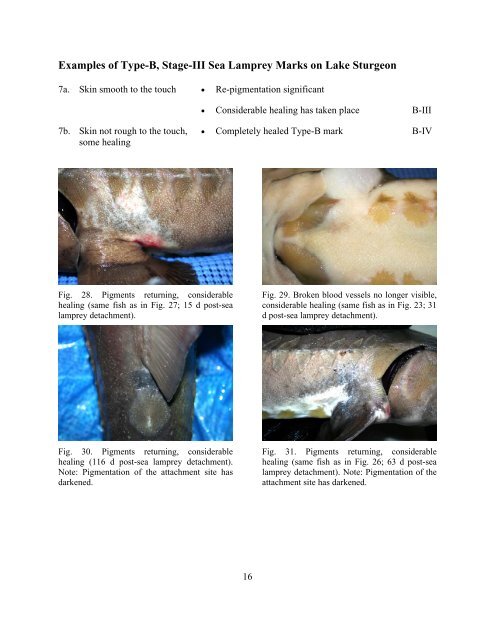 application of a dichotomous key to the classification of sea lamprey ...