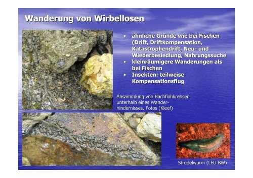 Vortrag 3_Wanderhindernisse_Kleef_Teil1 | PDF 1,5 MB