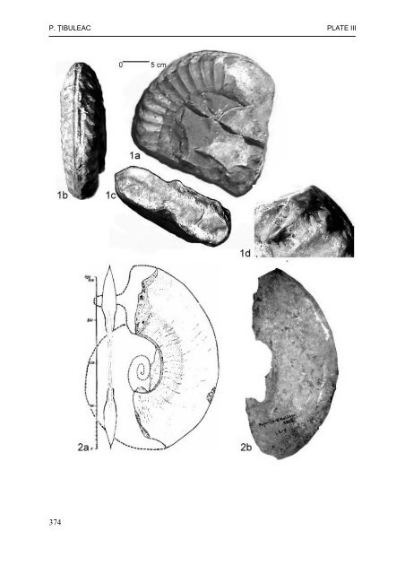 presence of big size ammonites in the jurassic olistoliths